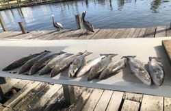 Galveston's Finest: Speckled Trout 🌟